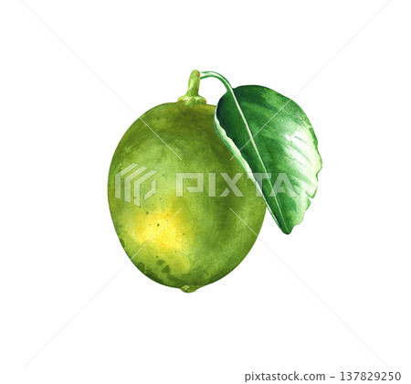 Lime with a green leaf. Watercolor illustration of a sour fruit on an isolated background. Realistic botanical clipart with exotic ripe lime for food and drinks. Lime with a green leaf. Watercolor illustration of a sour fruit on an isolated background. Realistic botanical clipart with exotic ripe lime for food and drinks. 137829250