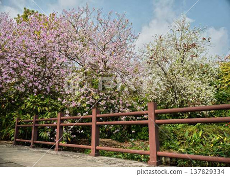 Walking paths and fully bloomed flowering trees in Guangzhou's Haizhu Wetland Park Walking paths and fully bloomed flowering trees in Guangzhou's Haizhu Wetland Park 137829334