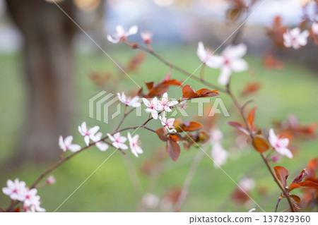 Close-up delicate pink blossoms and copper leaves on a slender spring branch. Renewal, tenderness, fragility, growth, and seasonal calm expressed through soft focus and natural light. Close-up delicate pink blossoms and copper leaves on a slender spring branch. Renewal, tenderness, fragility, growth, and seasonal calm expressed through soft focus and natural light. 137829360