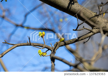 Young spring buds reaching into a clear blue sky. Renewal, potential, awakening, growth, simplicity, and seasonal transition captured through light, space, and fragile natural forms Young spring buds reaching into a clear blue sky. Renewal, potential, awakening, growth, simplicity, and seasonal transition captured through light, space, and fragile natural forms 137829363