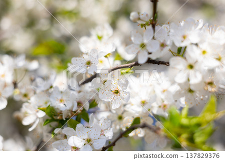 Close view of white spring blossoms covering slender branches. Fragility, renewal, pollination, biodiversity, seasonal rhythm, and botanical detail expressed through texture, light, and natural Close view of white spring blossoms covering slender branches. Fragility, renewal, pollination, biodiversity, seasonal rhythm, and botanical detail expressed through texture, light, and natural 137829376