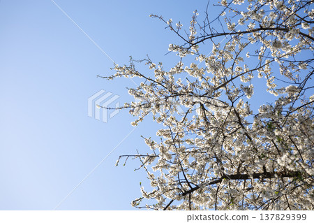 Delicate blooming twig in focus with spring trees behind. Fragility, awakening, tenderness, hope, rebirth, and quiet beauty unfolding under clear daylight and open sky. Delicate blooming twig in focus with spring trees behind. Fragility, awakening, tenderness, hope, rebirth, and quiet beauty unfolding under clear daylight and open sky. 137829399