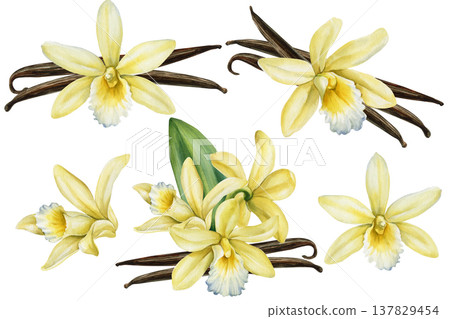 Vanilla watercolor clipart set with yellow flowers vanilla pods and green leaf tropical botanical collection isolated 137829454