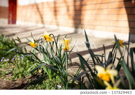 Yellow daffodils blooming beside concrete steps in warm sunlight. Spring renewal, domestic calm, neighborhood beauty, seasonal awakening, and everyday nature brightening a residential entrance 137829463