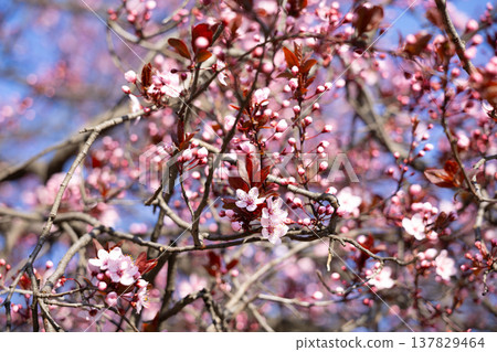 Pink spring blossoms and buds among branching twigs in sunlight. Renewal, tenderness, growth, awakening, fragility, and seasonal beauty beneath a bright open sky. Pink spring blossoms and buds among branching twigs in sunlight. Renewal, tenderness, growth, awakening, fragility, and seasonal beauty beneath a bright open sky. 137829464
