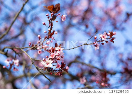 Pink flowering branches spreading across a clear blue spring sky. Renewal, vitality, expansion, awakening, softness, and seasonal energy in a calm natural setting. Pink flowering branches spreading across a clear blue spring sky. Renewal, vitality, expansion, awakening, softness, and seasonal energy in a calm natural setting. 137829465