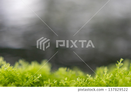 Vibrant green moss growing by the water's edge 137829522