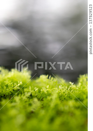 水邊新鮮茂盛的苔蘚和光影散景——豎幅 137829523