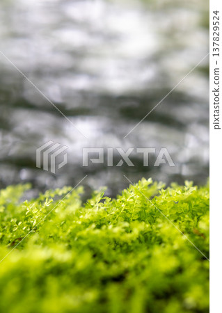 水邊閃閃發光的鮮綠色苔蘚_vertical 137829524