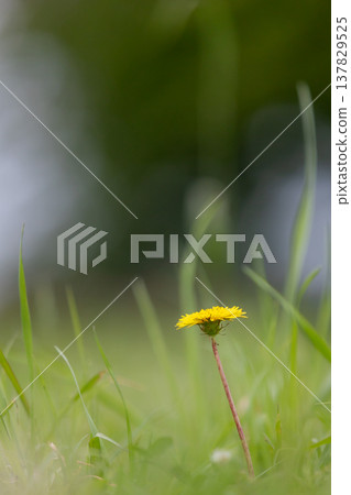 春日田野中盛開的一朵蒲公英_垂直 137829525