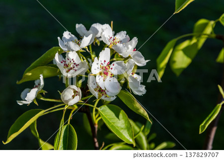 White flowers of a common pear tree are on blurry green natural background White flowers of a common pear tree are on blurry green natural background 137829707