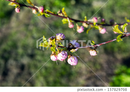 Delicate pink blossoms Prunus triloba budding on a tree branch under warm light Delicate pink blossoms Prunus triloba budding on a tree branch under warm light 137829708