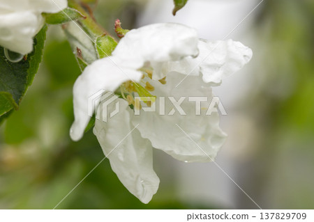White flowers under drops of dew is on blurry green background, macro photo White flowers under drops of dew is on blurry green background, macro photo 137829709