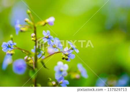 Delicate forget-me-nots blue flowers bloom in a garden Delicate forget-me-nots blue flowers bloom in a garden 137829713
