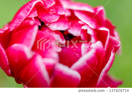 Macro shot of a vibrant pink tulip embellished with water droplets on its petals Macro shot of a vibrant pink tulip embellished with water droplets on its petals 137829714