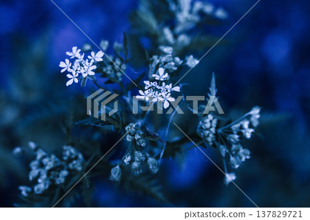 Wild flowers Anthriscus sylvestris, known as cow parsley, wild chervil 137829721