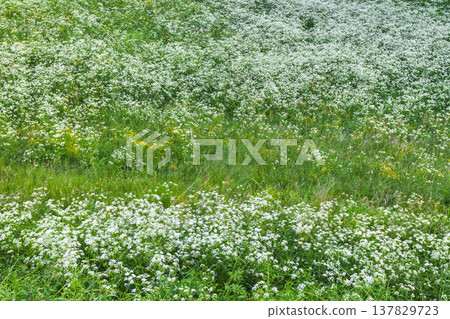 Summer meadow full of Aegopodium podagraria in bloom 137829723