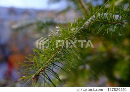 pine tree in the spring 137829861