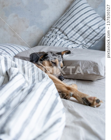 spotted dog sleeps in bed under a blanket. the pet is resting after a walk. adorable dog in bed. spotted dog sleeps in bed under a blanket. the pet is resting after a walk. adorable dog in bed. 137830327