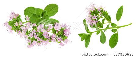 blooming oregano isolated on white background 137830683