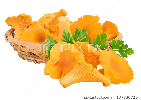 Chanterelle mushrooms in a wicker basket isolated on a white background 137830729
