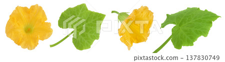 Yellow pumpkin or zucchini flower and leaf isolated on a white background. Top view. Flat lay 137830749