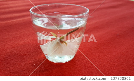 Minimalist close-up of a delicate white flower submerged in a clear glass of water, placed on a vivid red fabric background. 137830861