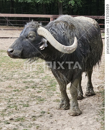 Large water buffalo standing in a fenced enclosure, highlighting its curved horns Large water buffalo standing in a fenced enclosure, highlighting its curved horns 137830869