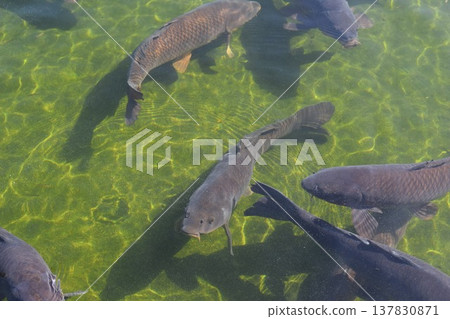 Koi swimming in the pond Koi swimming in the pond 137830871