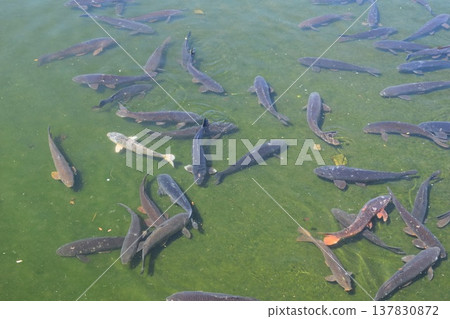 Koi swimming in the pond Koi swimming in the pond 137830872