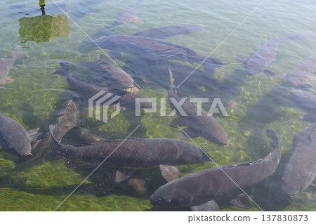 Koi swimming in the pond Koi swimming in the pond 137830873