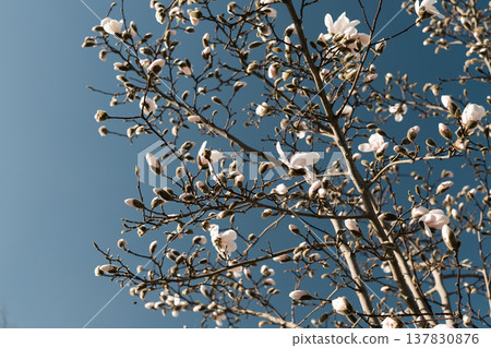 Magnolia blossoms against blue sky with copy space, spring background Magnolia blossoms against blue sky with copy space, spring background 137830876