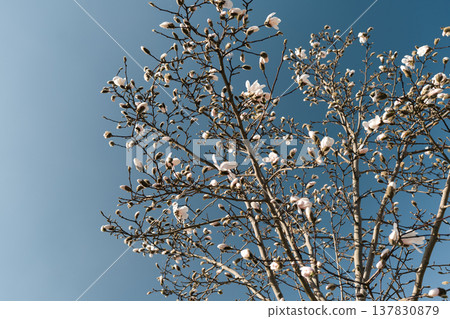 Magnolia blossoms against blue sky with copy space, spring background Magnolia blossoms against blue sky with copy space, spring background 137830879