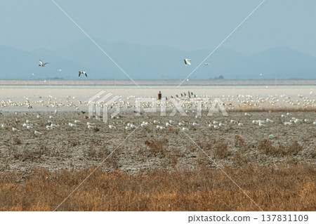 Tideland Tideland 137831109