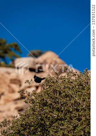 Bird in Josua Tree National park 137831122