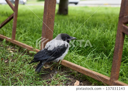 Serene scene capturing crow beside overgrown urban fencing 137831143