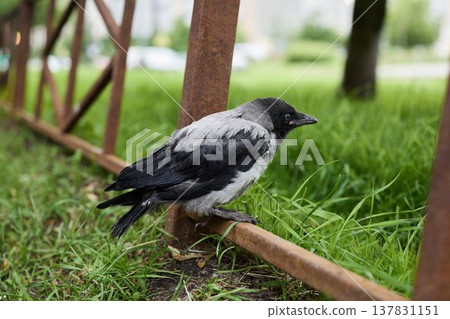 Brightly outlined crow standing on grass near aging metal railway 137831151