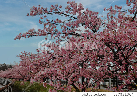 Kawazu cherry tree in full bloom Kawazu cherry tree in full bloom 137831364