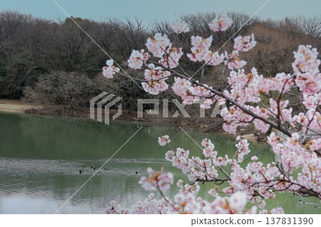 Kawazu cherry blossoms with birds swimming in the pond Kawazu cherry blossoms with birds swimming in the pond 137831390