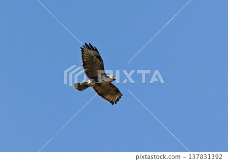 Buzzard flying in the blue sky 137831392