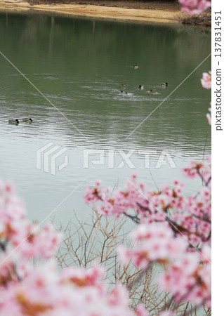 Kawazu cherry blossoms with birds swimming in the pond Kawazu cherry blossoms with birds swimming in the pond 137831451