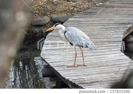 Ao-sama standing in the pond Ao-sama standing in the pond 137831500