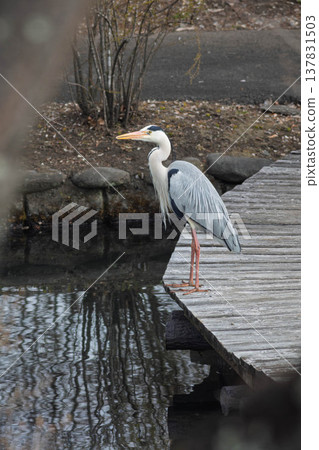 Ao-sama standing in the pond Ao-sama standing in the pond 137831503