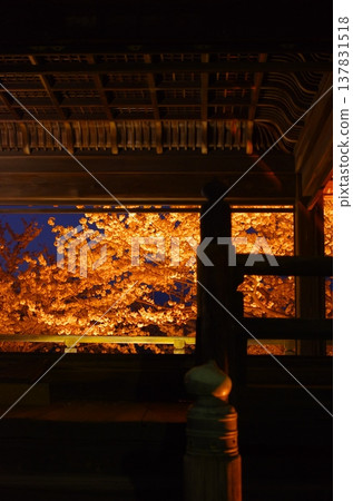三井寺（滋賀縣大津市）的夜間櫻花燈光和寺廟建築 137831518