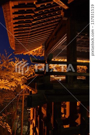 三井寺（滋賀縣大津市）的夜間櫻花燈光和寺廟建築 137831519