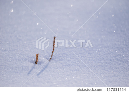 Cute grass and a gleaming snow surface [Nagano Prefecture] 137831534