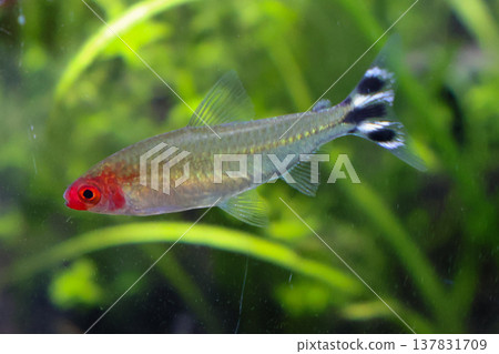 Laminino's tetra Laminino's tetra 137831709