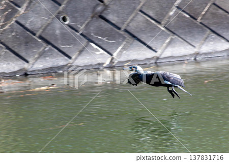 Cormorant to flight 137831716