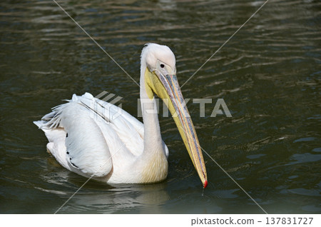 A great white pelican swimming gracefully A great white pelican swimming gracefully 137831727