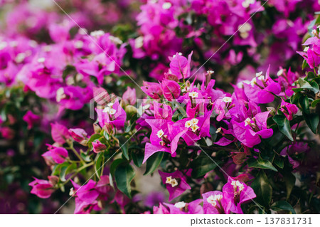 Beautiful violet bougainvillea flowers on a summer street. Beautiful violet bougainvillea flowers on a summer street. 137831731
